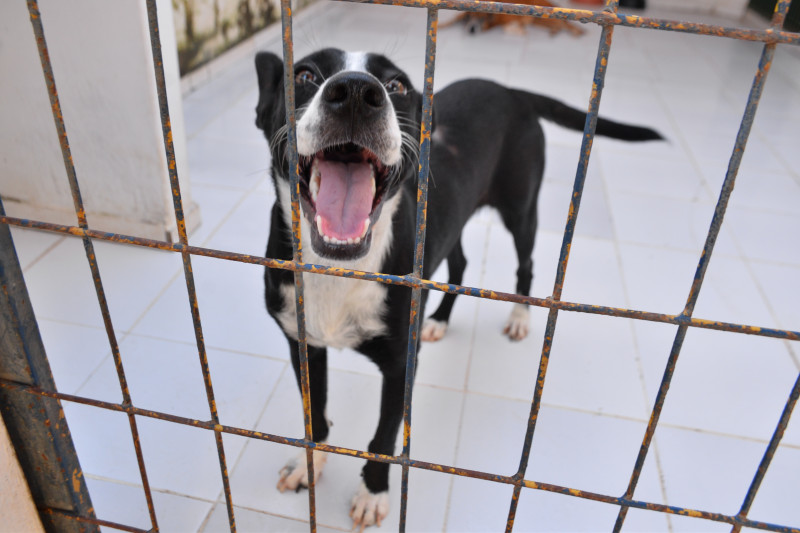Animais vítimas de maus-tratos serão abrigados por ONG’s selecionadas pelo Governo do PI