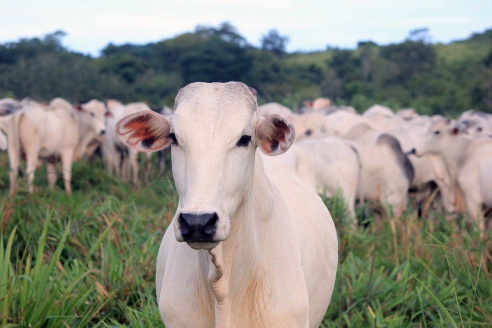 Entenda como fica preço da carne após suspensão das vendas para a China - Mercado