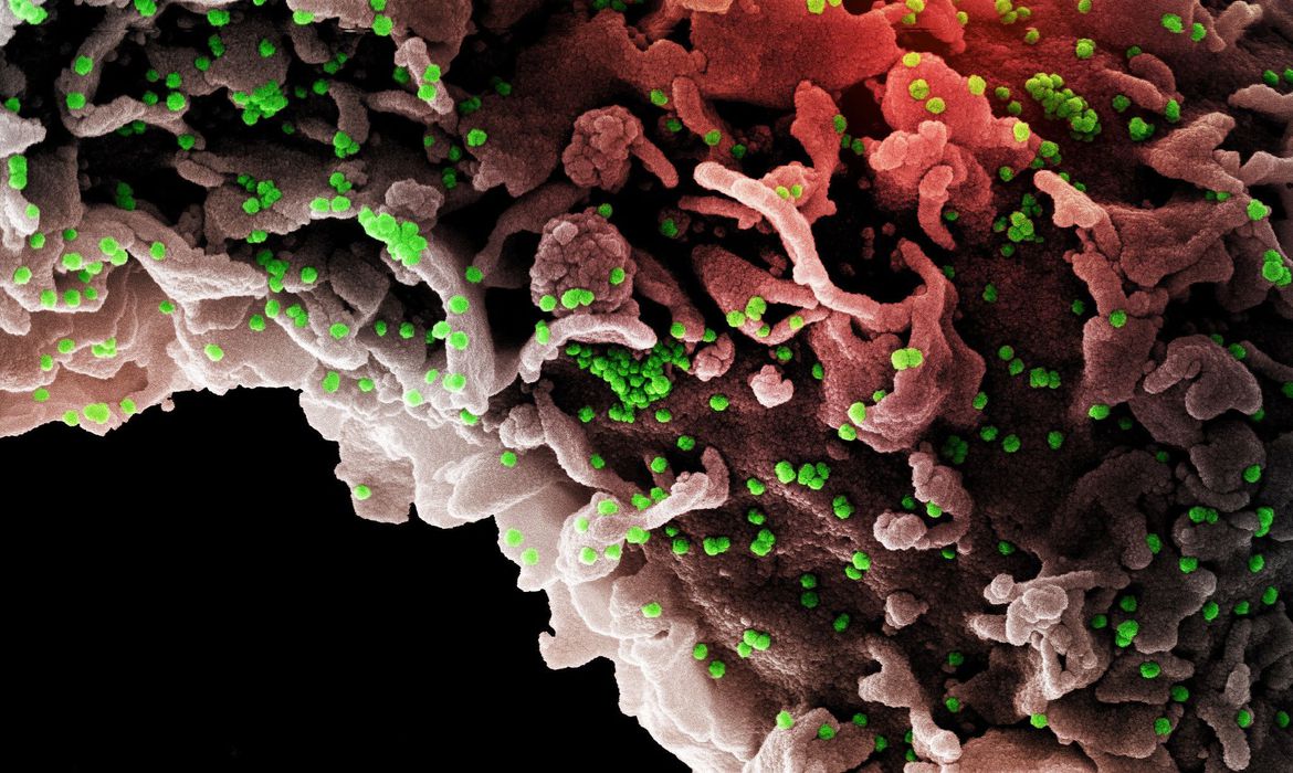 Um teste do comprimido antiviral experimental contra covid-19