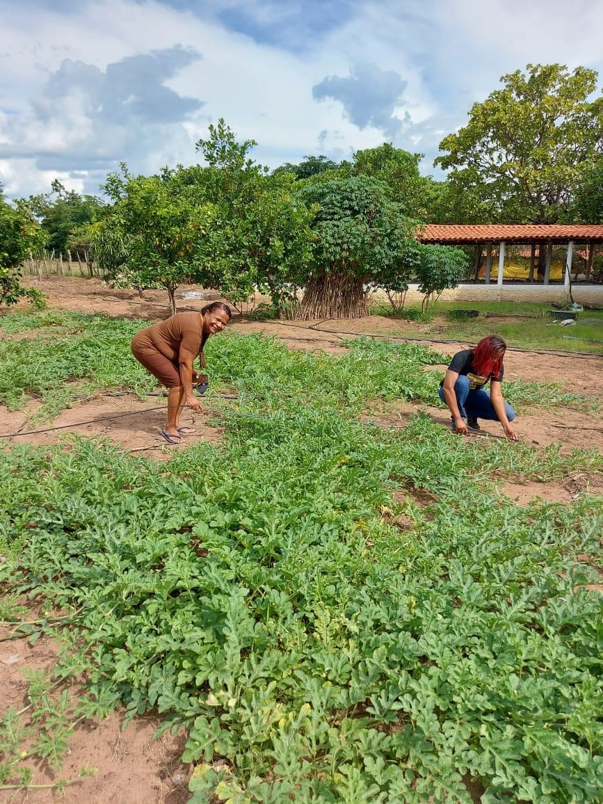 18 municípios do Piauí recebem kits de irrigação para agricultura familiar
