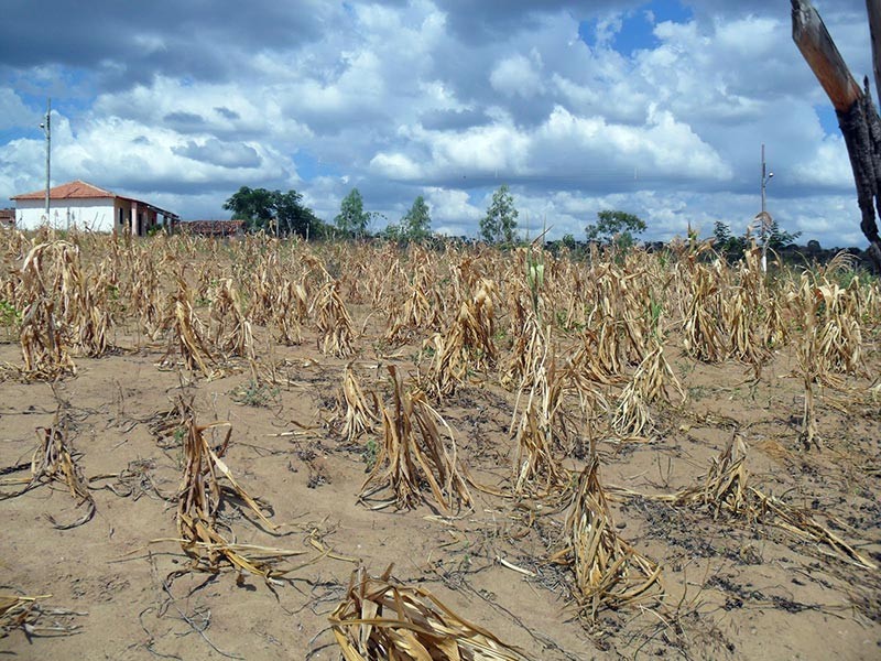 Defesa Civil reconhece emergência em 35 cidades do Piauí afetadas pela estiagem