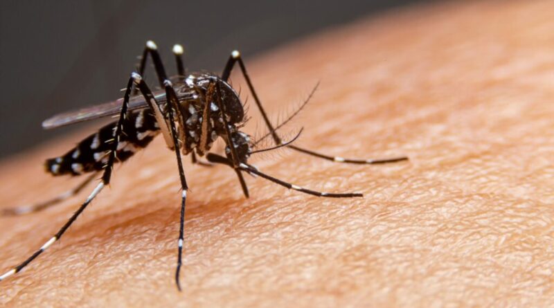 Notificações de Dengue e Zika apresentam redução pela 2ª semana consecutiva