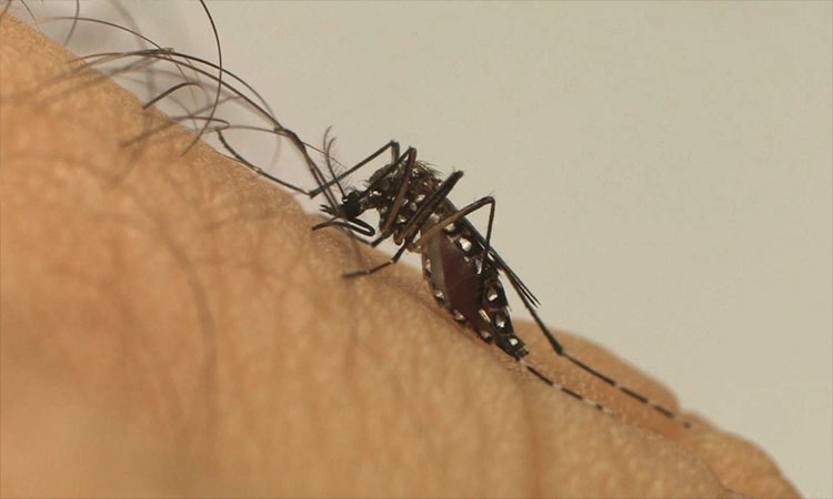 Piauí atinge mais de 7 mil casos prováveis de dengue; veja cidades mais afetadas