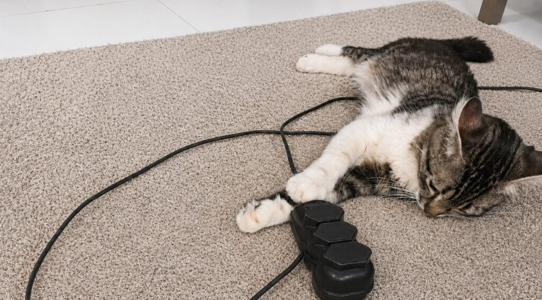 Equatorial Piauí orienta como proteger pets de acidentes com energia elétrica em casa